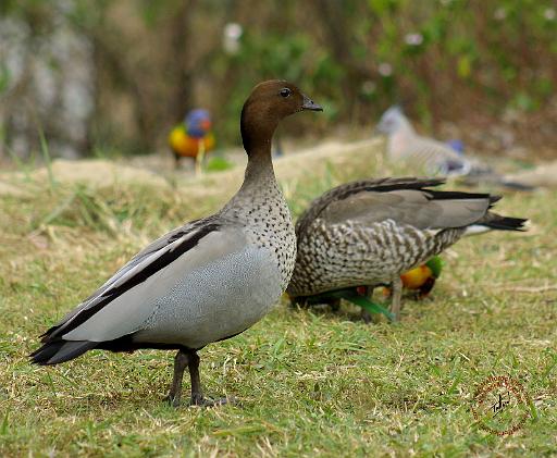 Maned Duck 9P013D-75.JPG